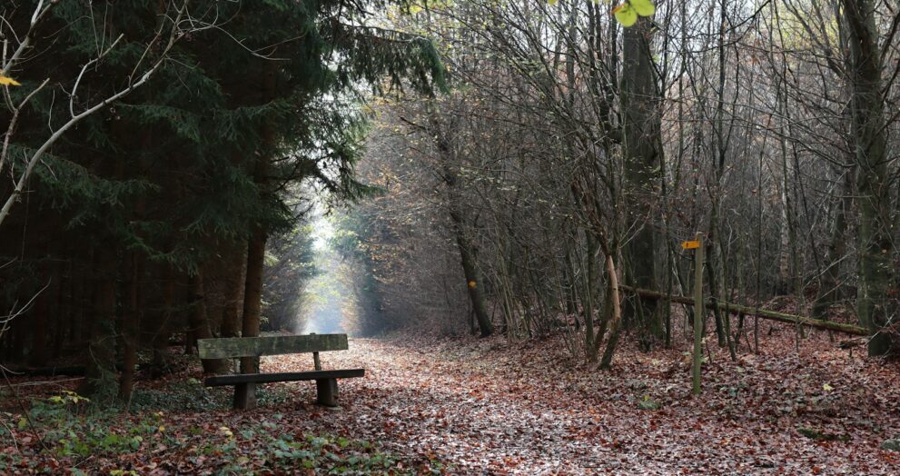 brown wooden bench surrounded by trees