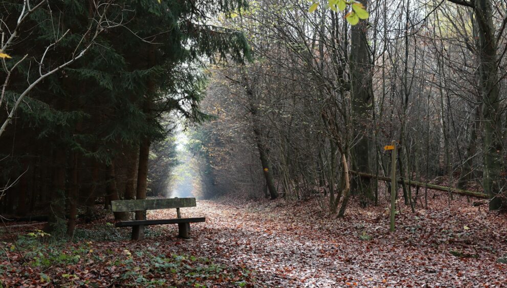 brown wooden bench surrounded by trees