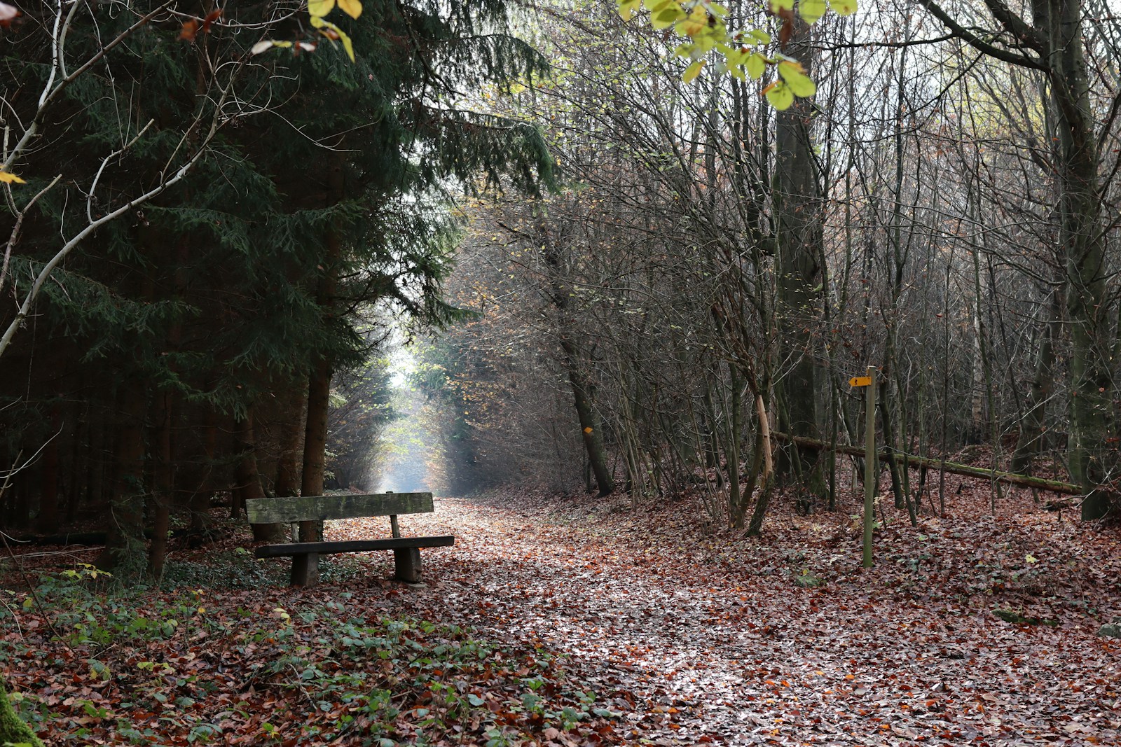brown wooden bench surrounded by trees
